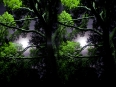 ave-bonar-3d-photography-moon-shining-through-the-trees-2009