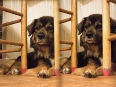ave-bonar-3d-photography-my-dog-lulu-2009