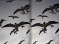 ave-bonar-3d-photography-seagulls-in-galveston-texas-2010
