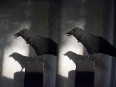 ave-bonar-3d-photography-crow-sculpture