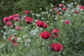 Ave's Garden