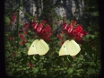 Ave-Bonar-3D-Photo-Clouded-Sulphur-Butterfly_Leafy-Coral-Blow_