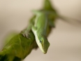Ave Bonar Photo_Chard Lizard