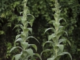 Ave Bonar Photo_Mullein_AB41938