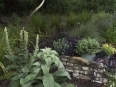 Ave Bonar Photo_Mullein_AB70952