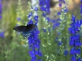 Ave-Bonar-Photo_Pipevine-Swallowtail-in-Larkspur_1524