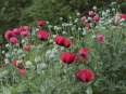 Ave Bonar Photo_Red Poppies