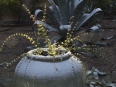 Ave Bonar Photo_Snow in Austin