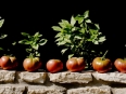 ave-bonar-photography-black-krim-heirloom-tomatoes