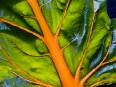 ave-bonar-photography-bright-lights-swiss-chard