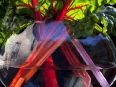 ave-bonar-photography-ruby-swiss-chard