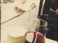 Ave-Bonar-Photo_Florence-Italy_Sparrows_WRMO6785