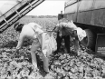 ave-bonar-photo_lower-rio-grande-valley_cantaloupe-pickers