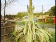 AveBonarPhoto-622212609.866064
