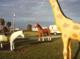 ave-bonar-photo-trailer-park-animals