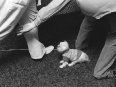 ave-bonar-photography-couple-with-dog