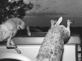 ave-bonar-photography-hunting-dogs