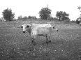 ave-bonar-photography-longhorns