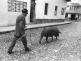 ave-bonar-photography-man-with-pig