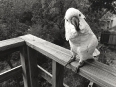 ave-bonar-photography-moluccan-cockatoo