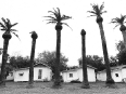 ave-bonar-photography-palm-trees